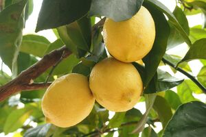 three lemons in a tree. Photo.